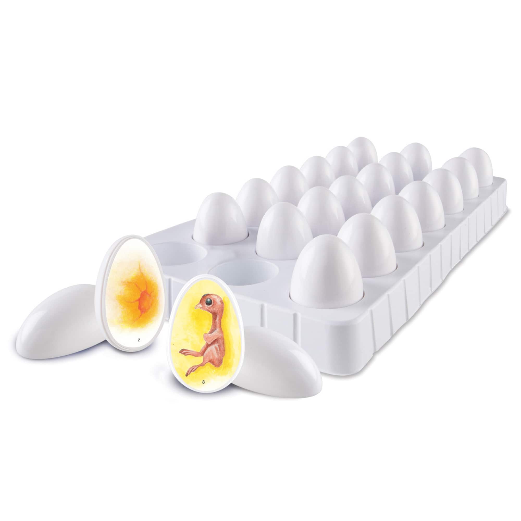 Learning Resources® Chick Life Cycle Exploration Set